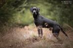 Fieldtrial Labrador dekreu, Dieren en Toebehoren, Honden | Dekreuen, CDV (hondenziekte), Particulier, 3 tot 5 jaar, Reu
