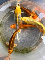 Top kois 14 cm met felle kleuren! Ook grof beschubde, bieden, Karper of Koi
