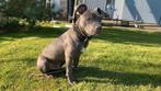 American Staffordshire Terrier – Reu beschikbaar voor dekkin, Dieren en Toebehoren, 6 jaar of ouder, Reu, Parvo, Eén hond