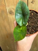 Alocasia platinum variegata plant aurea yellow lemon lime, Huis en Inrichting, Kamerplanten, Ophalen of Verzenden, Halfschaduw