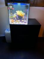 Complete zoutwater aquarium, Dieren en Toebehoren, Vissen | Aquaria en Toebehoren, Ophalen, Gebruikt, Gevuld zeewateraquarium