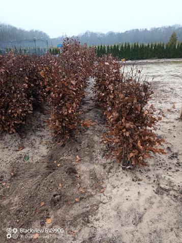 Groene/ rode beuken fagus sylvatica 40 tot 175cm wortelgoed beschikbaar voor biedingen