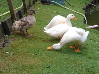 Pekingeend | Siereenden | Passend advies, Dieren en Toebehoren, Pluimvee, Eend, Meerdere dieren