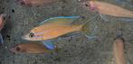 Paracyprichromis Nigripinnis - Tanganyika, Dieren en Toebehoren, Vissen | Aquariumvissen, Vis