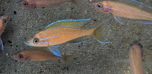 Paracyprichromis Nigripinnis - Tanganyika, Dieren en Toebehoren, Vissen | Aquariumvissen, Vis