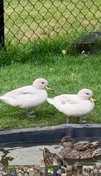 Siereenden/kweekkoppels, Dieren en Toebehoren, Pluimvee, Meerdere dieren, Eend
