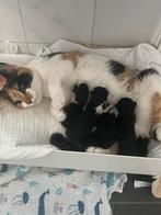 Kittens geboren 3-7-2025, Dieren en Toebehoren, Katten en Kittens | Dekkaters, 0 tot 2 jaar