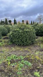 Prunus lusitanica ‘Angustifolia’ bolvormen , bollen in maten, Vaste plant, Ophalen of Verzenden, Overige soorten