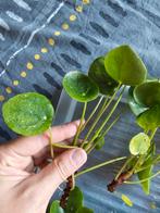 Pilea Sugar stekjes, pannenkoekplantje, Ophalen of Verzenden, Overige soorten, Minder dan 100 cm