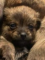 Jackrussel kruising, Dieren en Toebehoren, Honden | Jack Russells en Terriërs, Rabiës (hondsdolheid), Jack Russell Terriër, 8 tot 15 weken