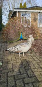 zwartvleugel pauw hennen VERMIST, Vrouwelijk, Overige soorten