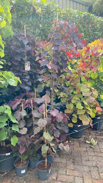 Cercis ruby falls beschikbaar voor biedingen