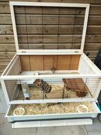 Cavia hok-kooi voor binnen met alle benodigdheden, Kooi, Ophalen of Verzenden, Zo goed als nieuw, 90 cm of meer