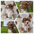 Australian Shephards pups, Dieren en Toebehoren, Particulier, Meerdere, 8 tot 15 weken, Meerdere dieren