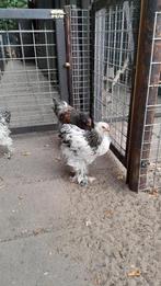 Brahma hanen, Dieren en Toebehoren, Pluimvee, Mannelijk, Kip