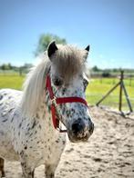 Mooie appalosa merrie te koop, Niet van toepassing, A pony (tot 1.17m), 7 tot 10 jaar, Recreatiepony