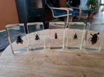 Insecten in hars - Collectie 3 voor €10, Verzamelen, Ophalen of Verzenden, Gebruikt, Insect, Beeldje of Figuurtje