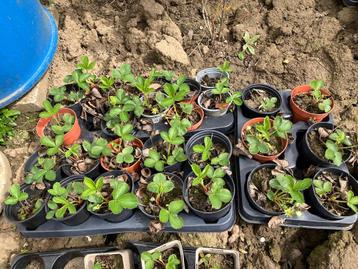 Diverse jonge fruitplanten 