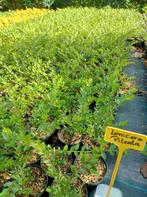 Lonicera pileata. Struikkamperfoelie. Buxusvervanger P9, Tuin en Terras, Bodembedekkers, Vaste plant, Ophalen of Verzenden, Bloeit niet