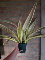 Sanseveria Lauren, Ophalen of Verzenden, Halfschaduw, Minder dan 100 cm