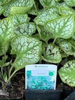 Brunnera Jack Frost, Tuin en Terras, Planten | Tuinplanten, Ophalen of Verzenden, Overige soorten, Volle zon