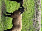 suffolk lammeren, Dieren en Toebehoren, Schapen, Geiten en Varkens, Meerdere dieren, Schaap, 0 tot 2 jaar