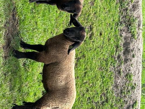 suffolk lammeren, Dieren en Toebehoren, Schapen, Geiten en Varkens, Schaap, Meerdere dieren, 0 tot 2 jaar