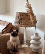 Britse Korthaar chocolate point poes, Dieren en Toebehoren, Katten en Kittens | Raskatten | Korthaar, Poes, Gechipt