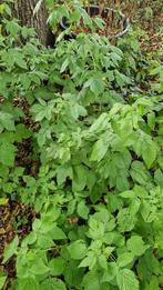 Gele framboos 3+1, Ophalen, Volle zon, Vaste plant, Zomer