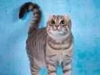American curl kittens | fantastische katakter | stamboom, Dieren en Toebehoren, Meerdere dieren, Kortharig, 0 tot 2 jaar