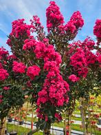 Lagerstroemia  indica Double Dynamite / Nieuw ‼️‼️, 250 tot 400 cm, Zomer, Ophalen, Volle zon