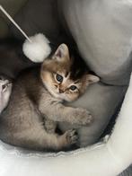 Britse korthaar kittens, Dieren en Toebehoren, Katten en Kittens | Raskatten | Korthaar, Gechipt