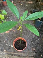 Avokado boom in pot, Ophalen, In pot