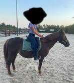 Dekje voor pony, Ophalen of Verzenden, Zo goed als nieuw