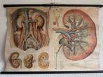 Anatomische Plaat 'Die Nieren' - 1940, Antiek en Kunst, Antiek | Schoolplaten, Ophalen of Verzenden, Natuur en Biologie