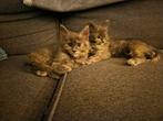 Maine coone kittens, Poes, Gechipt