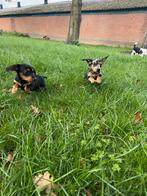 Knapste dwergteckel puppy's MOGEN VERHUIZEN! 😍, Dieren en Toebehoren, Honden | Teckels en Dashonden, Rabiës (hondsdolheid), 8 tot 15 weken