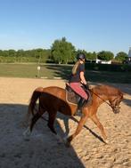 Bijrijder gezocht voor c-pony omgeving Lochem, Diensten en Vakmensen, Dieren | Paarden | Verzorging, Oppas en Les, Ruiter of Bijrijder