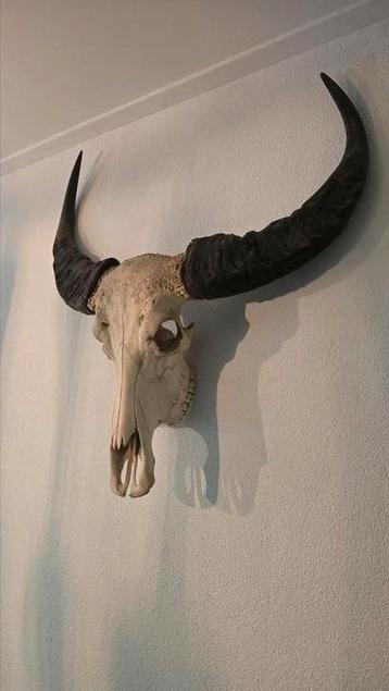 Echt Waterbuffel schedel groot  beschikbaar voor biedingen