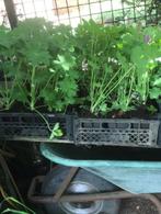 vaste planten Alchemilla,Geranium, Phlomis, Tuin en Terras, Planten | Tuinplanten, Ophalen, Bodembedekkers, Volle zon, Vaste plant