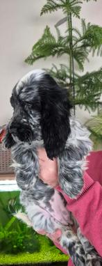 Engelse cocker spaniel, Dieren en Toebehoren, Honden | Retrievers, Spaniëls en Waterhonden, België, Fokker | Hobbymatig, Rabiës (hondsdolheid)