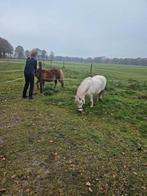 Weidemaatje , wandelpony, Dieren en Toebehoren, Stalling en Weidegang