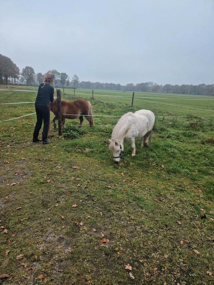 Weidemaatje , wandelpony, Dieren en Toebehoren, Stalling en Weidegang