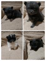 100% echte pomeriaantjes mogen met sinterklaas weg., Dieren en Toebehoren, Keeshond, 8 tot 15 weken, Meerdere, Meerdere dieren
