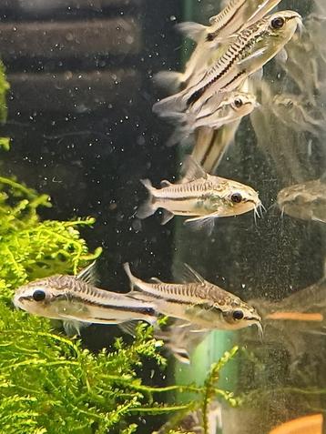 Hobbyaquarium Corydoras Pigmaeus  beschikbaar voor biedingen