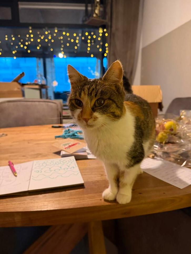 Moon poesje 1 jaar, Dieren en Toebehoren, Katten en Kittens | Overige Katten, Kortharig, Poes, 0 tot 2 jaar