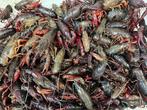 Levende Hollandse rivierkreeft (Crayfish, Crawfish), Hoofdgerechten, Ophalen of Verzenden, Zo goed als nieuw, Gezond koken