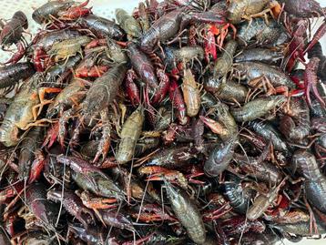 Levende Hollandse rivierkreeft (Crayfish, Crawfish)  beschikbaar voor biedingen