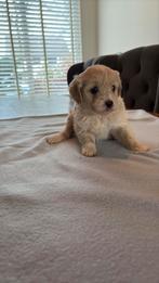 4pups te koop krijsing tussen mateser boomer, Maltezer, 8 tot 15 weken, Teef, Parvo