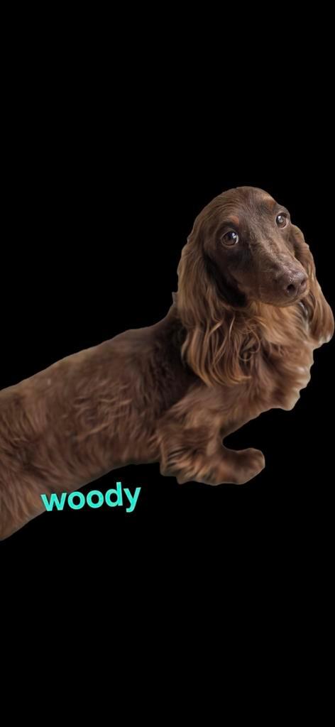 Ter dekking  mooie kaninchen choco langhaar teckel, Dieren en Toebehoren, Honden | Teckels en Dashonden, Reu, Langhaar, Kaninchen
